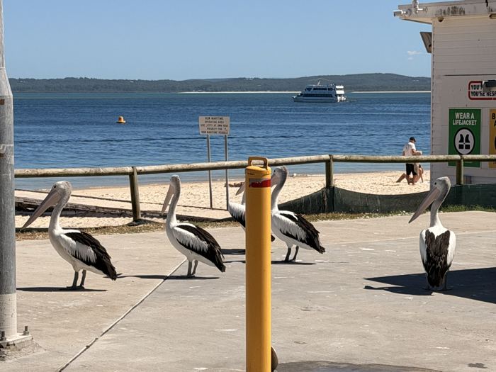 Pelicans on the Nelson Bay foreshore with a cruise boat behind